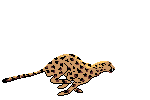 Cheetah wandering