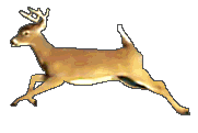 Deer wandering