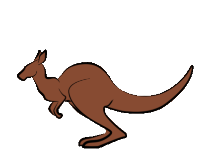 Kangaroo wandering